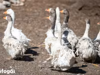 Geese — تصویر 4