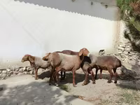 قوچ, گوسفند — عکس 7