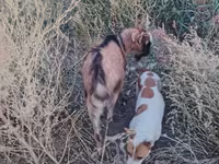 Buk, Alpine goat — foto 3