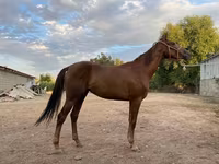 Mare, Canadian horse breed — photo 1