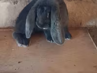 የጎትት አውራ በግ, Sheep — ፎቶ 5