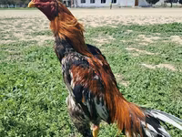 Chickens — عکس 4