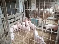 Schweine (Partie, Geschlecht nicht angegeben), Schweine — Foto 7