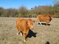 Tehén, Limousin tehén — 3. fotó