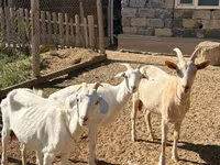 Koza, Saanen goat — fotografija 1