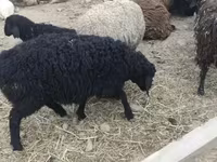 Domba betina, Sheep — foto 3