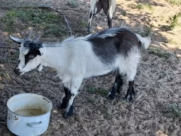 Billy Goat, Goats — Hungary