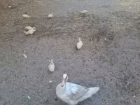 Ducks — عکس 1