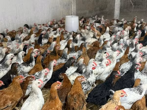Chickens