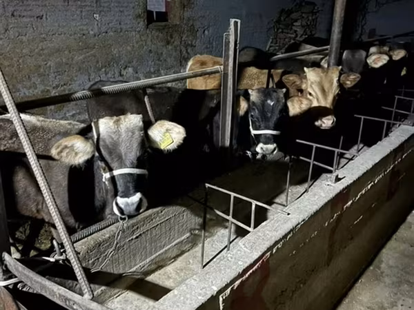 Býk, Swiss cattle