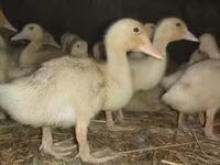 Ducks — foto 3