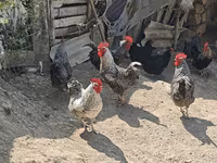 Chickens — fotografija 6
