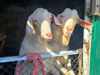 Ged, Beetal goats — foto 2