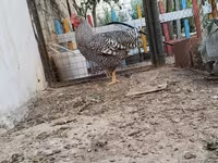 Chickens — புகைப்படம் 2