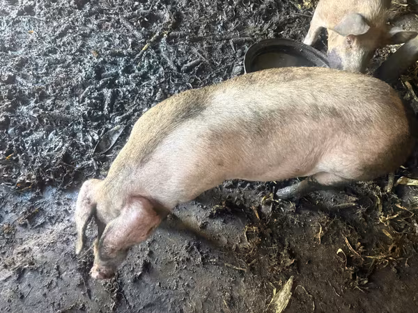 Eber, Schweine