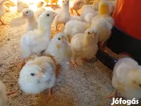 Chickens — foto 2