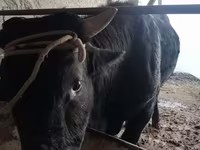Dibi, Cattle — sawirka 4
