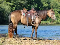 公马, Quarter Horse — 照片 6