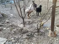 مینڈھا, بھیڑیں — تصویر 7