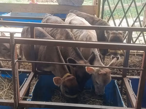 Krava, Simmental cattle
