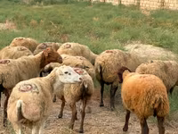 Får, Apsheron sheep — foto 1