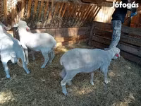 مینڈھا, Merino sheep — تصویر 7