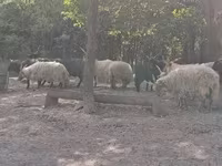 Овца, Racka sheep — снимка 6