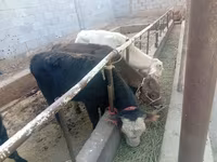 گاو نر, گاو — عکس 7