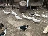 Ducks — 照片 1