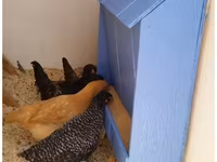 Chickens — fotografija 1