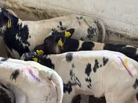 گاو و گوساله (گروه، جنسیت مشخص نشده), Simmental cattle — عکس 3