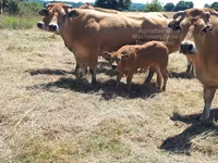 Sapi, Cast cow — foto 5