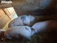 مادہ سؤر, سور — تصویر 1