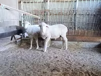 Domba jantan, Baerchuke sheep — foto 2