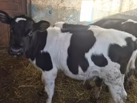 Бух, Russian Black pied cattle — 4 зураг