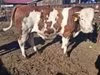 วัวตัวผู้, Simmental cattle — รูปภาพ 6