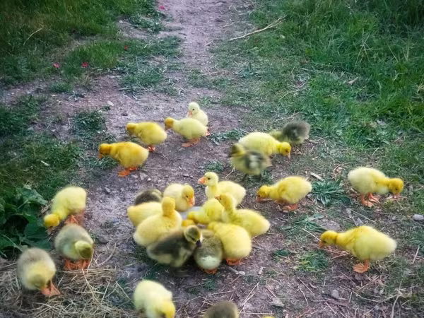 Geese