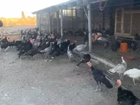 Turkeys — फ़ोटो 2