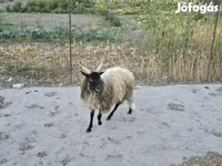 Ram, Racka sheep — foto 2
