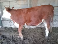 Lo’, Simmental cattle — sawirka 4
