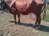Kuh, Latvian Blue cattle — Foto 6