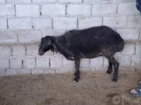 نعجة, الأغنام — الصورة 1