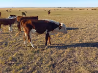 Lembu jantan, Kazakh White-headed cow — foto 1