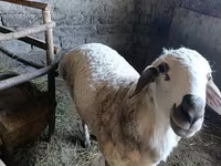 숫양, 양 — 사진 2