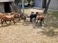 قوچ, Cameroon sheep — عکس 3