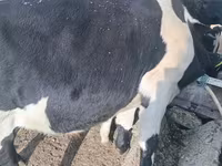 公牛, Russian Black pied cattle — 照片 1
