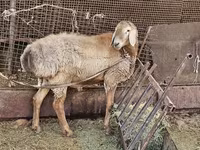 แกะตัวผู้, Arashan sheep — รูปภาพ 8
