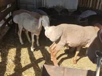 Ovan, Rhon sheep — fotografija 1