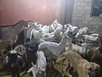 بز ماده, بز — عکس 7