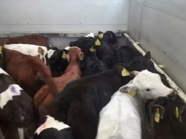 Bovini (lotto, sesso non specificato), Bovini